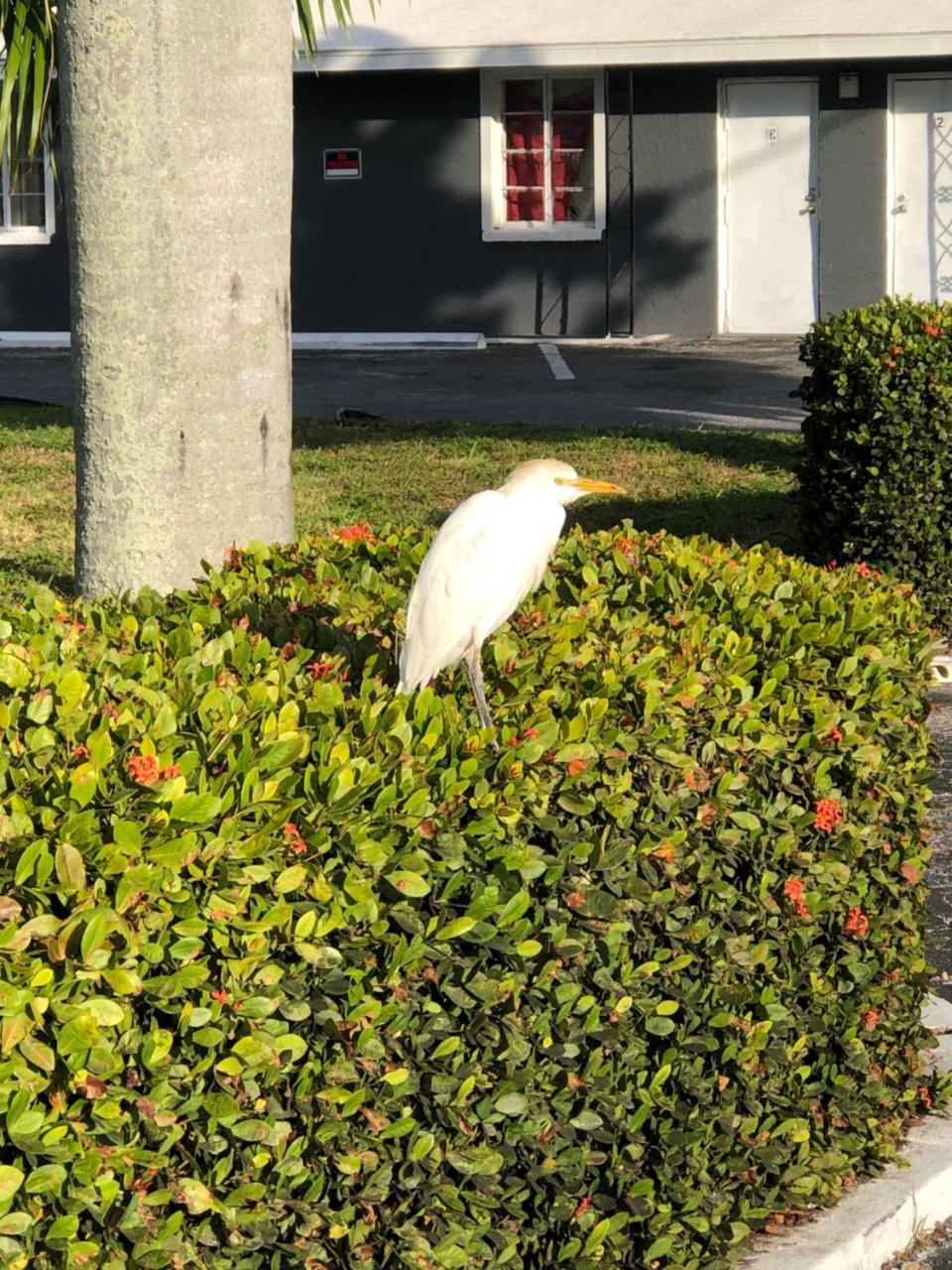 Bay Breeze Inn Bradenton Downtown Dış mekan fotoğraf